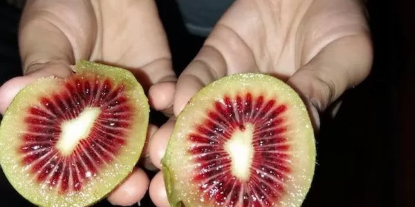 تصویر 3 از خرید و قیمت میوه کیوی قرمز + فروش صادراتی